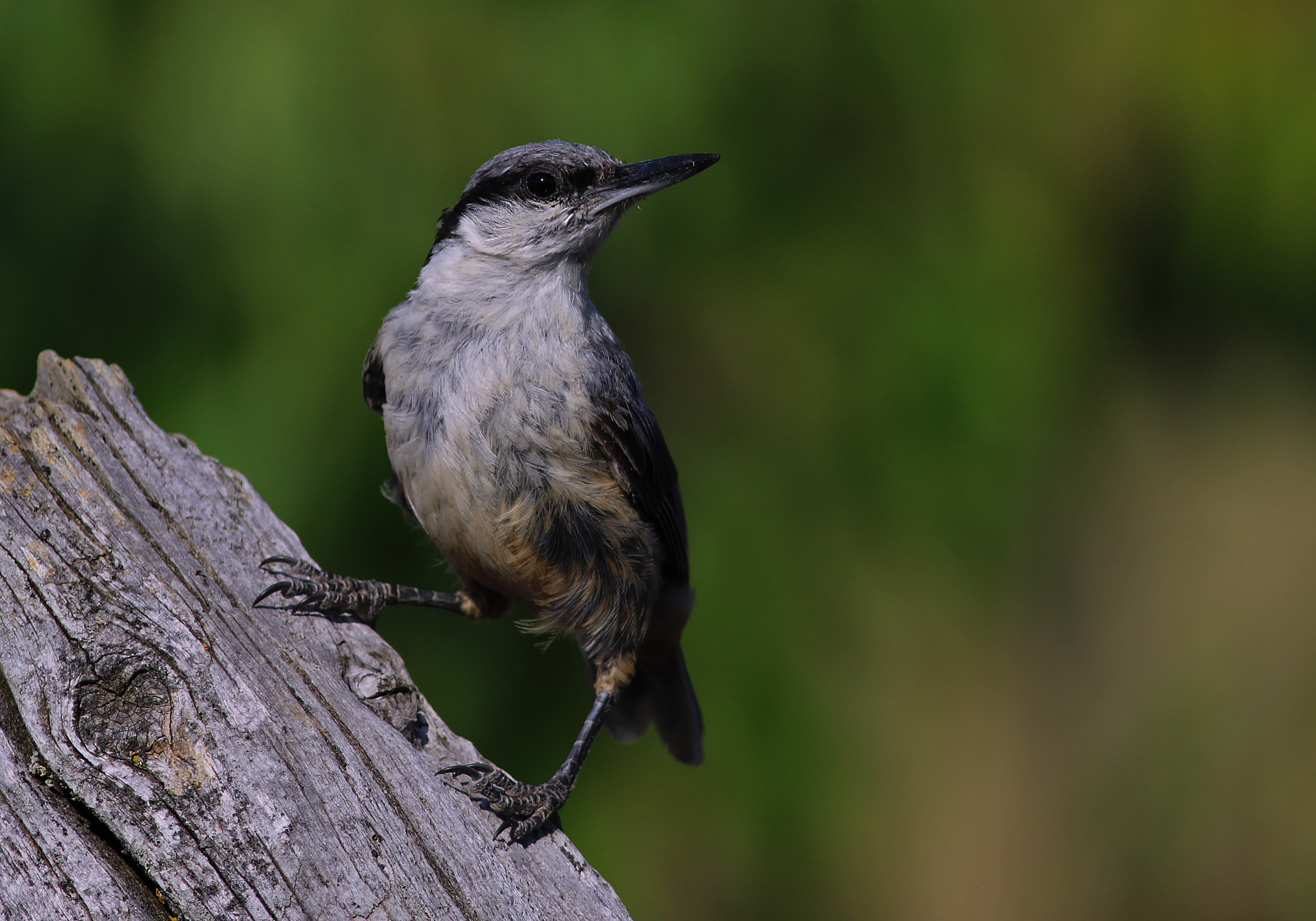 Western Rock Nuthatch